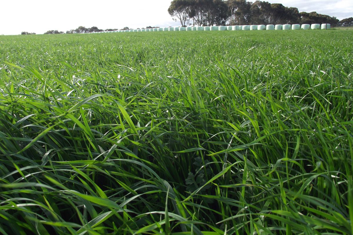 A mid heading, fast establishing variety with excellent winter production for intensive grazing. Very compatible with annual clovers to improve silage and hay production. Consistently performs well in local trials.